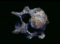 藏品(牛頸椎)的圖片